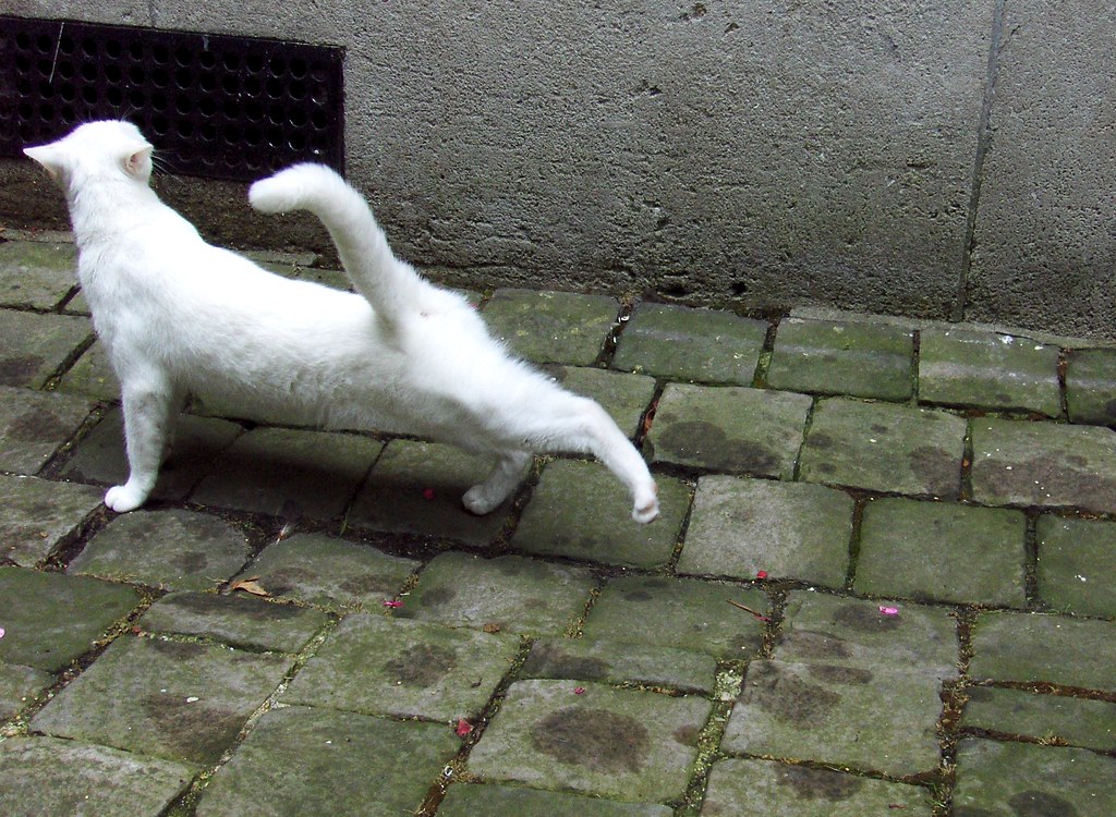 Ghost Cat One of two pure white cats who live in my buildi… Flickr