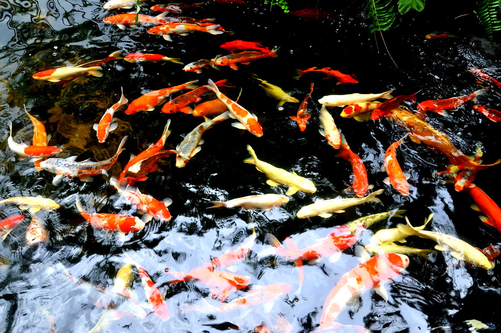 Koi Fish Pond Koi Fish Pond, Kranji Countryside, Singapore… Flickr