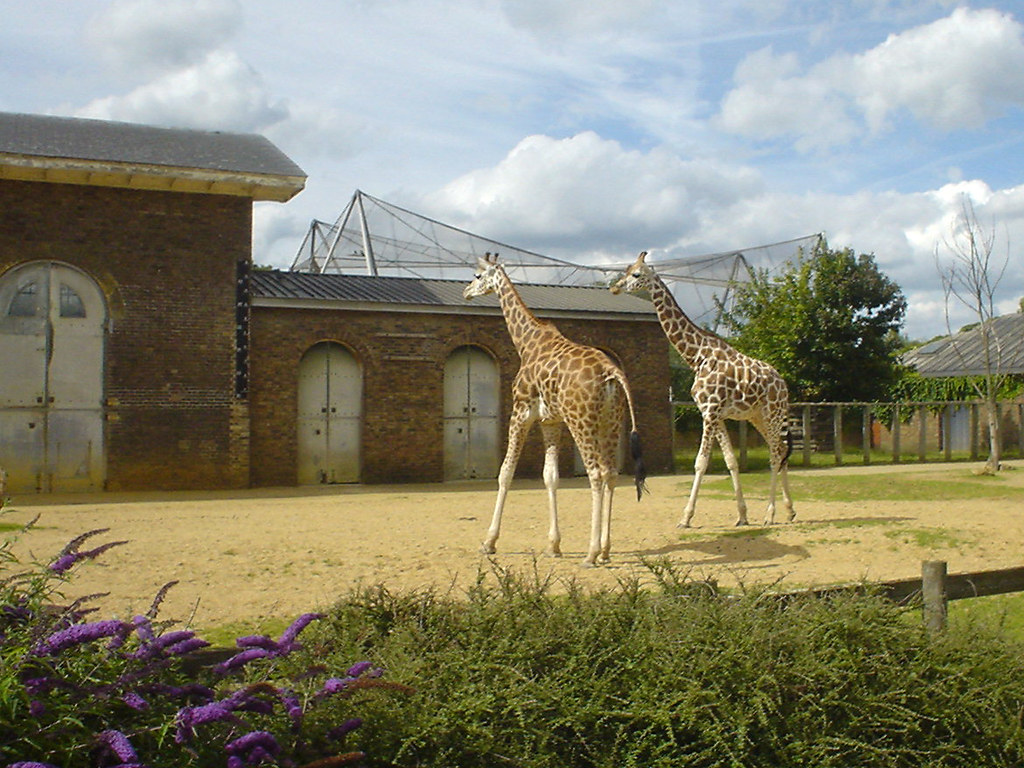 Giraffes at London Zoo Two longnecked beasties go awande… Flickr
