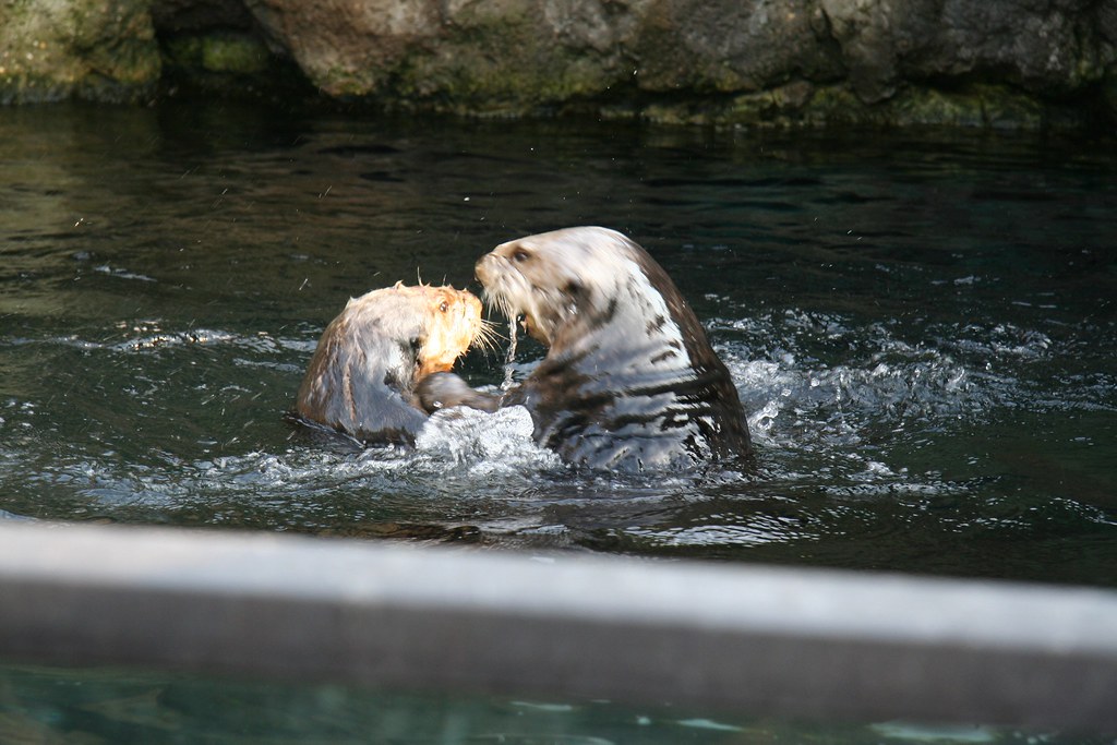 otters playing New York Aquarium El Mitch Flickr