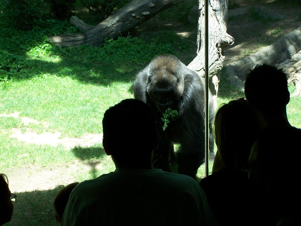 Bronx Zoo Gorilla fkalltheway Flickr