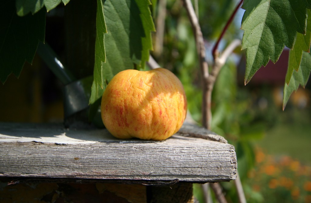 Dried apple Someone left an apple on sunny side of wooden … Flickr