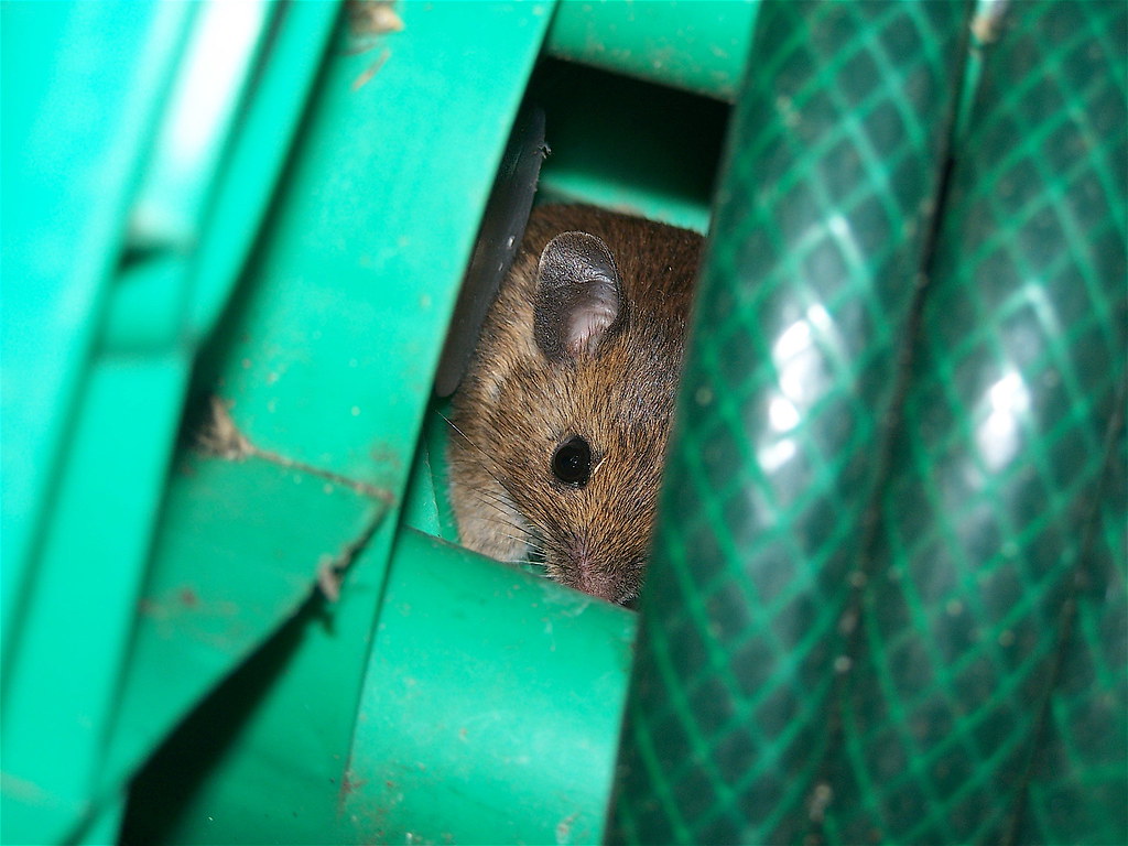 Cleeve Cottage Field Mouse 2 A little visitor that lived f… Flickr