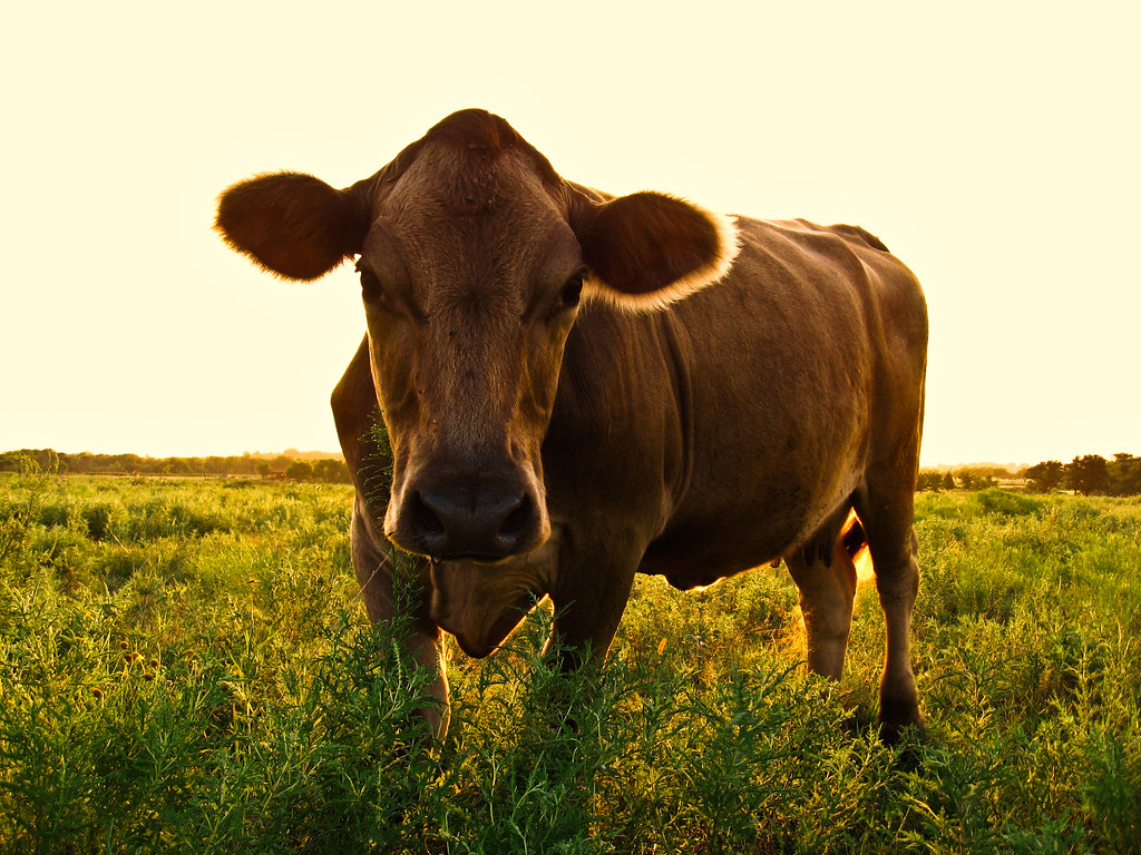 Oklahoma cow Danny Flickr