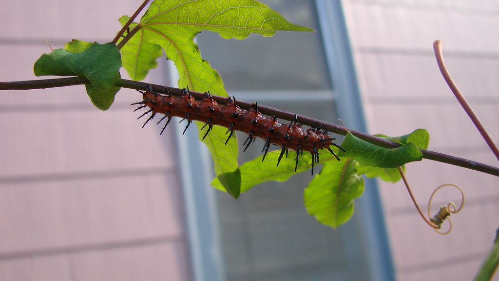 Gulf Fritillary Cat Eating passionflower leaves Mrs. Gardenisto