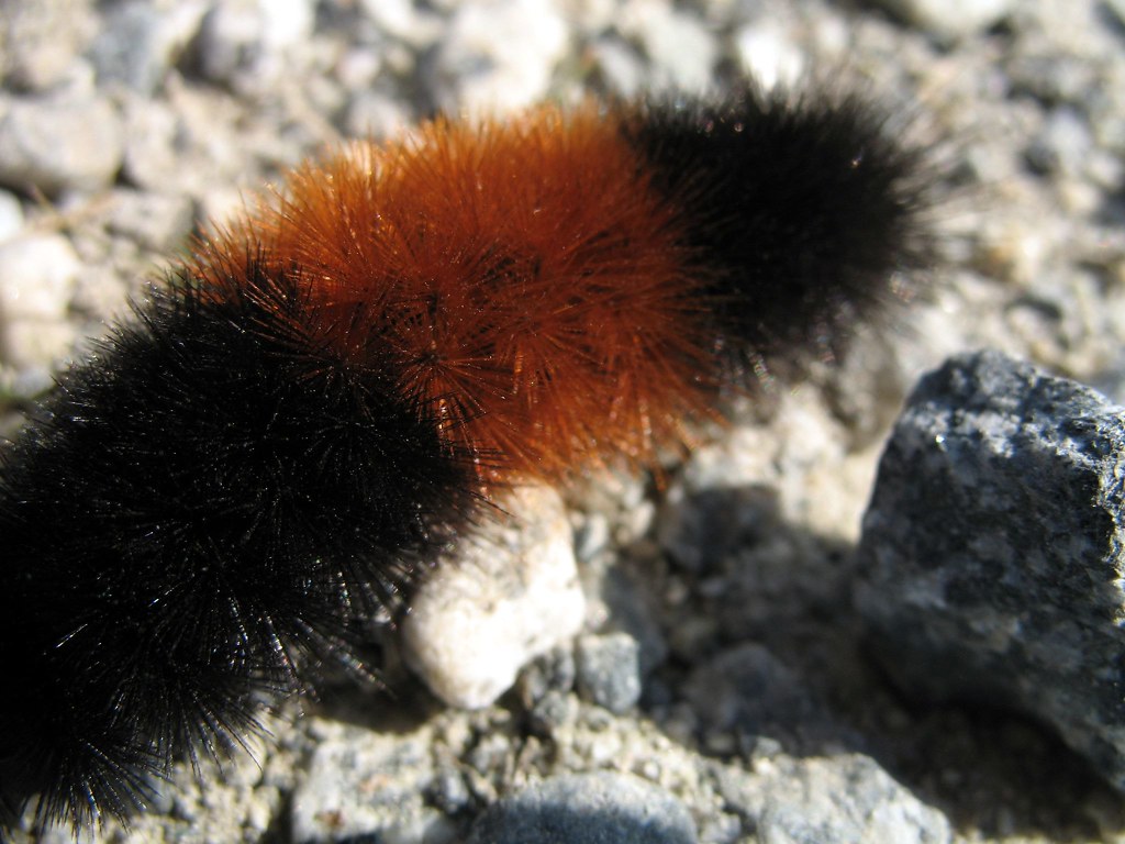 wooly bear The wooly bear is a source of superstition, wit… Flickr