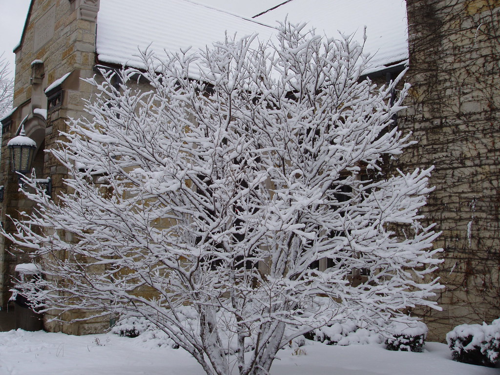 SnowFlocked Tree a photo on Flickriver