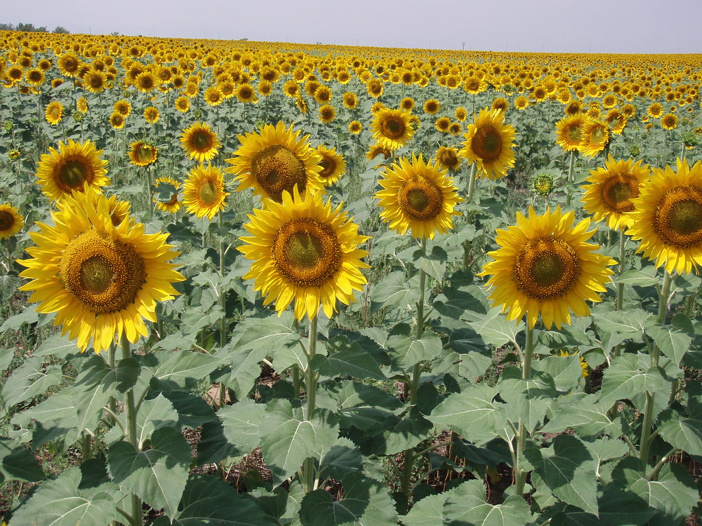 field of sunflowers emerson12 Flickr