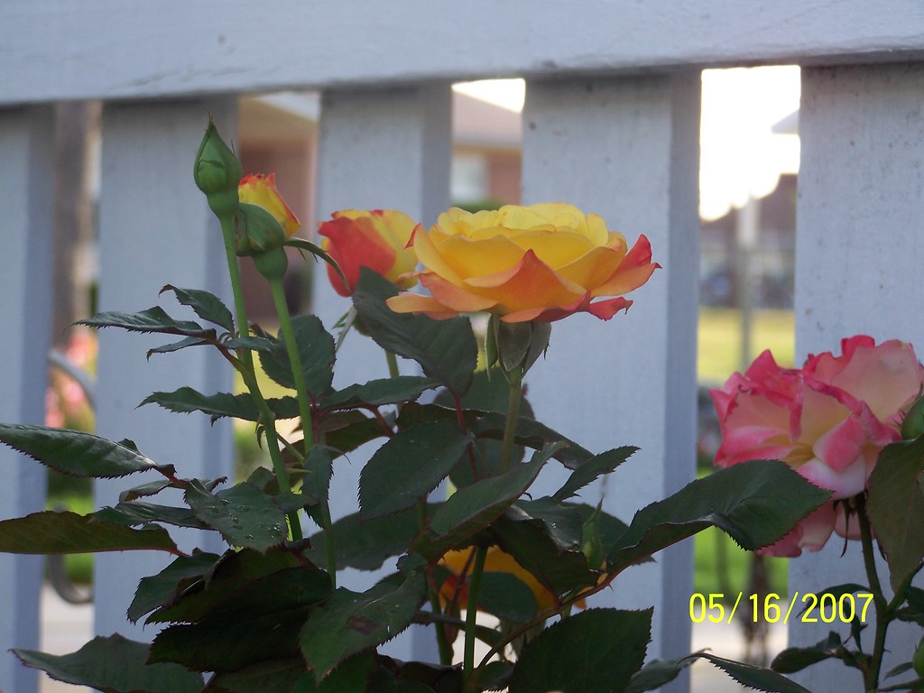 100_0274 Yellow rose with pink tips Dale Baker Flickr