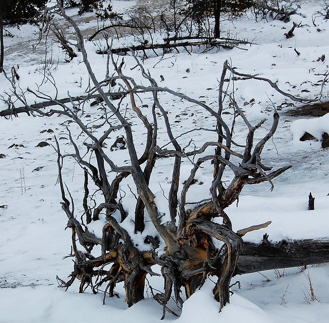 Christine's fav Lodgepole pines grow roots out beware fo… Flickr