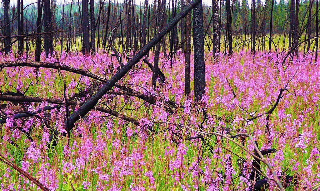Flower Power After a forest fire in this part of the world… Flickr