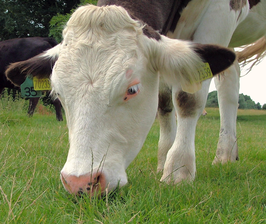 Eating Cow Dedham, Essex, England Monday July 9th 2007… Flickr