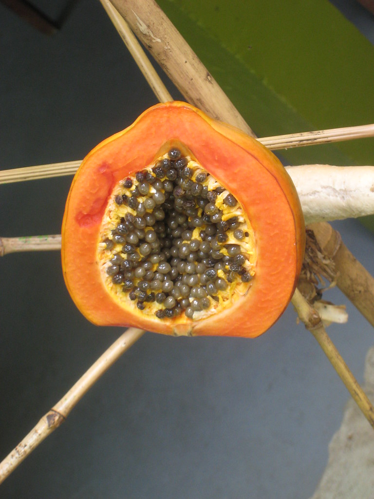 Papaya drying Tootzeeo Flickr