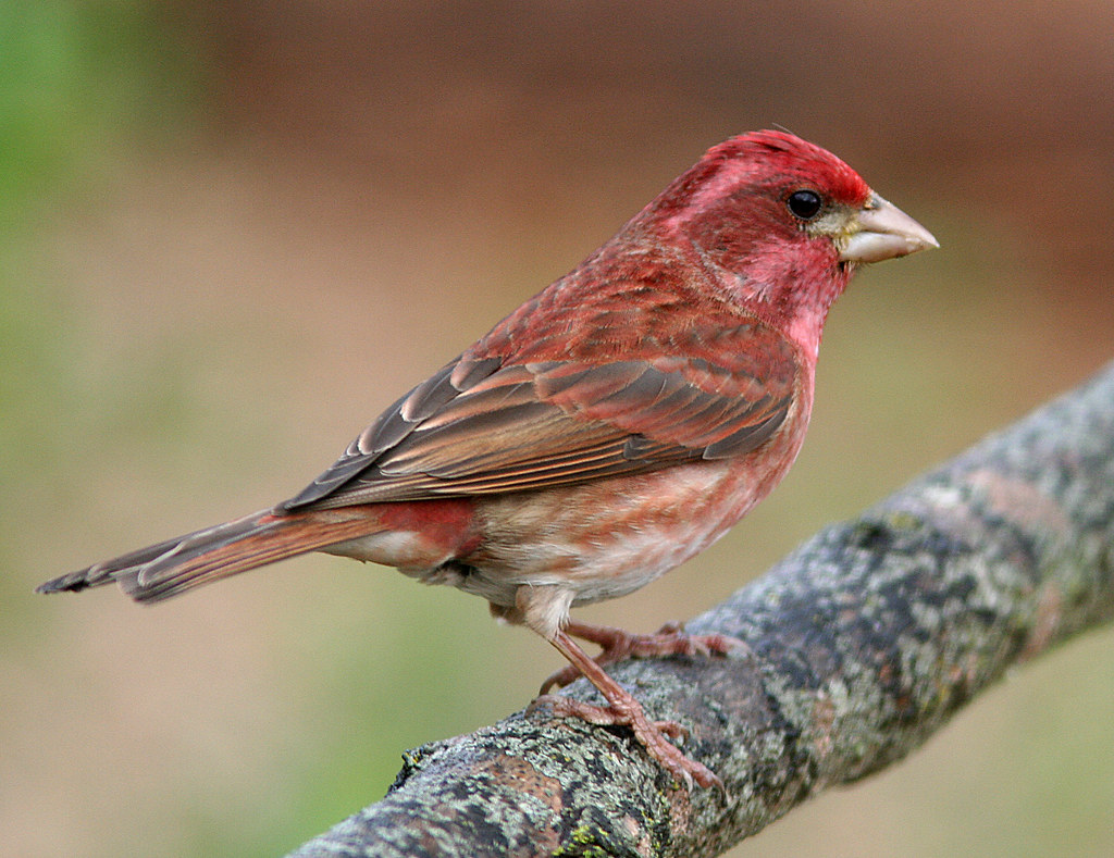 FINCH, PURPLE (42007) male 2 Morro Bay ALAN SCHMIERER Flickr