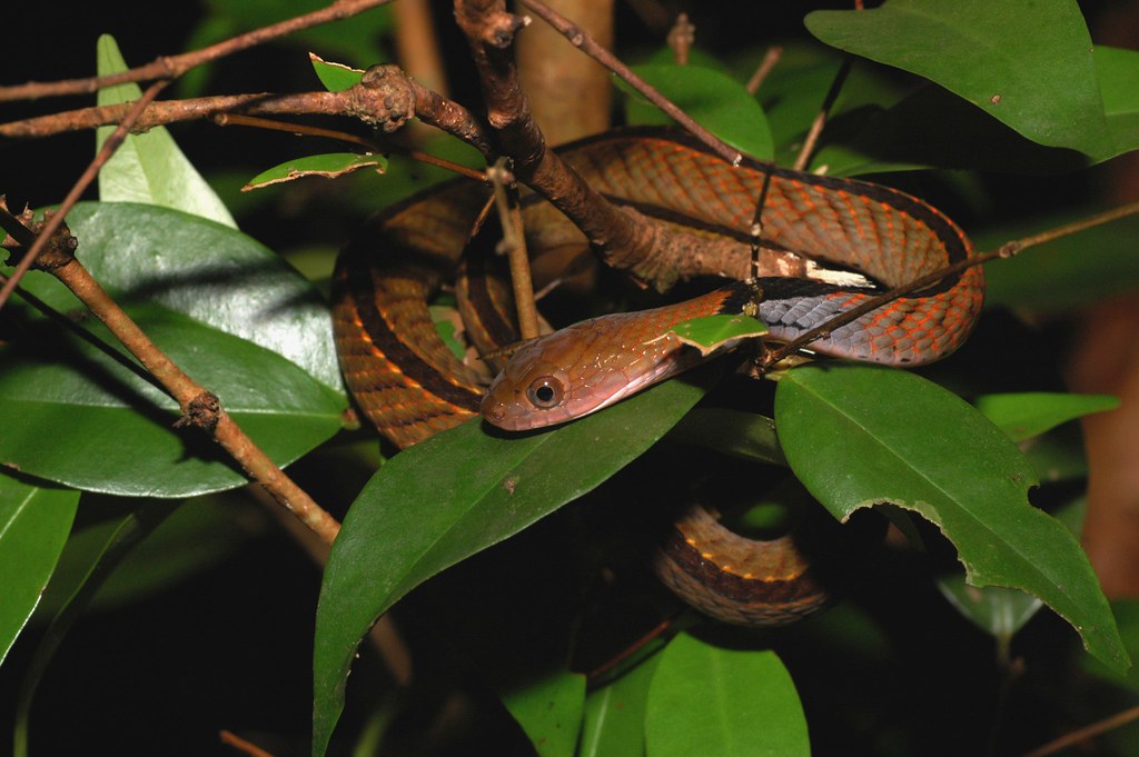Bluenecked Keelback (Macropisthodon rhodomelas