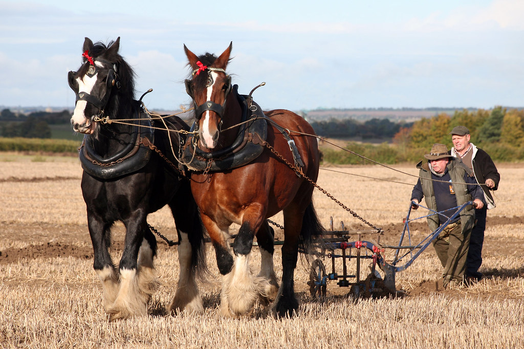 Horse Ploughing Royston & District Ploughing Match Steve Woody Flickr