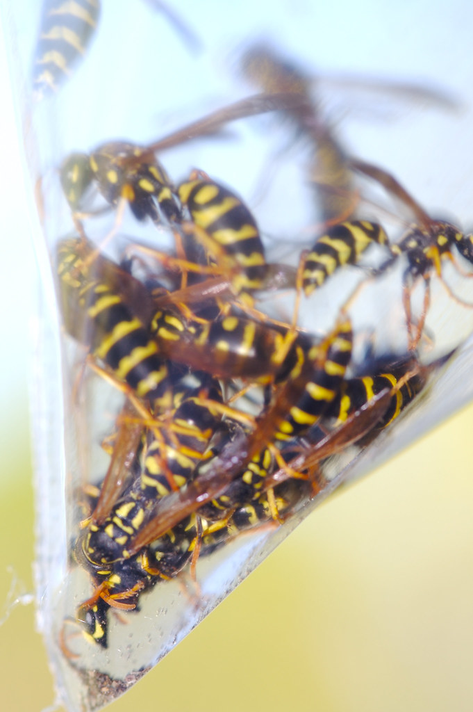 Bag O' Wasps I taped a freezer bag over a light fixture fu… Flickr