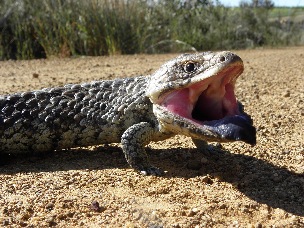 Tiliqua rugosa rugosa Western Bobtail Bobtail Lizards op… Flickr
