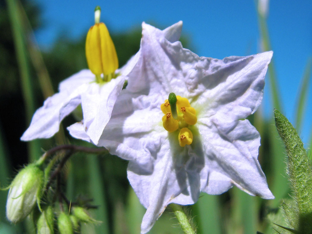 Horse nettle Pretty, prickly, poisonous. ) Lisa Brown Flickr
