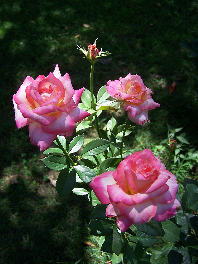 Sunset Celebration Hybrid Tea Roses A bunch of rose blooms… Flickr