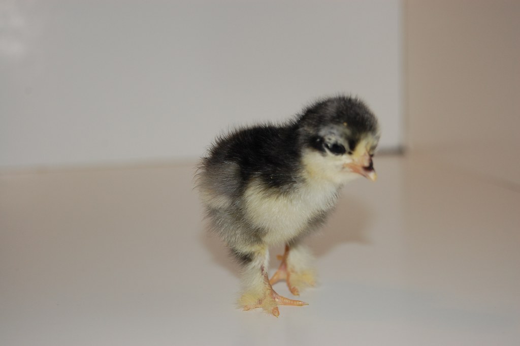 Bantam 3 Day old bantam, Cochin? joe lvl 1 Flickr