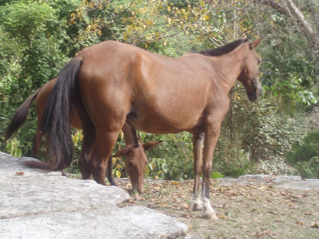 Hung Like a Horse, Pueblito, Tayrona chris edmonds Flickr