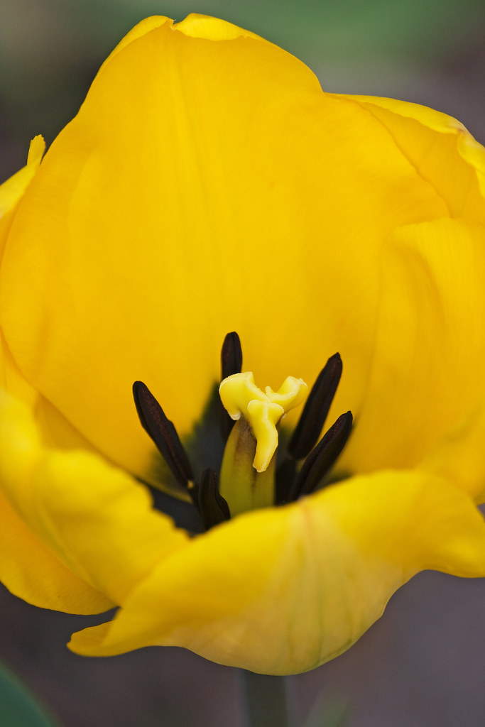 Holo Flower 64 Orford Mill , Tottington, Devon Frank Darnell Flickr