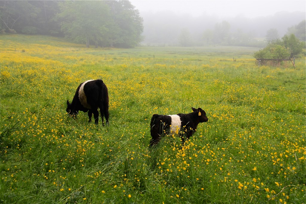 Belted Galloways Aldermere Farm, Rockport, Maine smilla4 Flickr