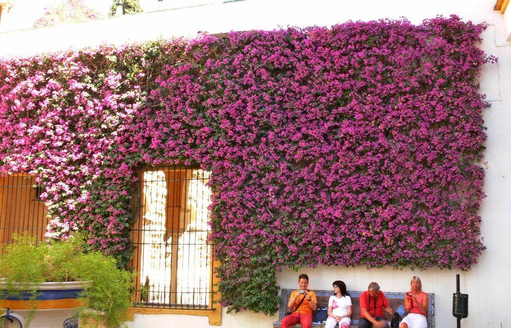Wall of Flowers The Sevilla Alcazar is a palace in Sevilla… Flickr
