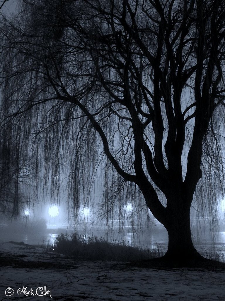 Night Willow A willow tree alongside Juneau Park Lagoon in… Flickr