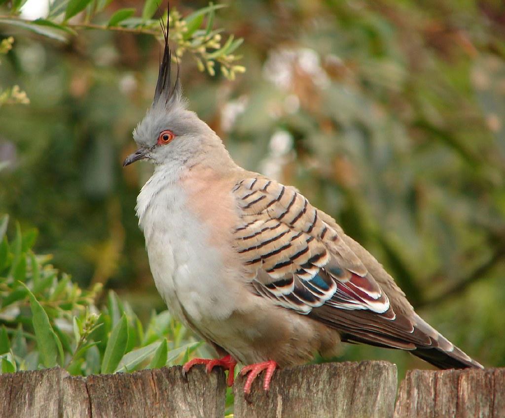 Australian Top Notch Pigeon These little guys turn up ever… Flickr