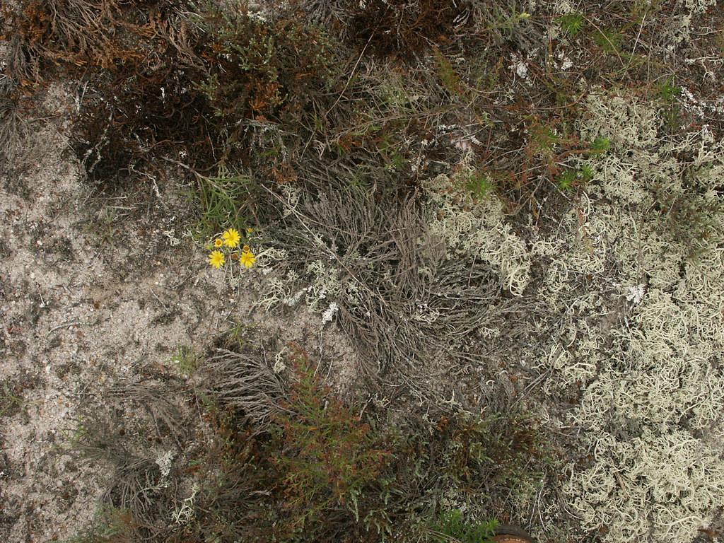Chatham MA Beach Plants Joe katrencik Flickr