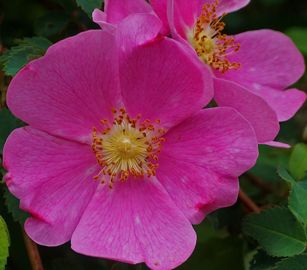 Wild Roses Near Ethel, Washington Madeline McIntire Flickr