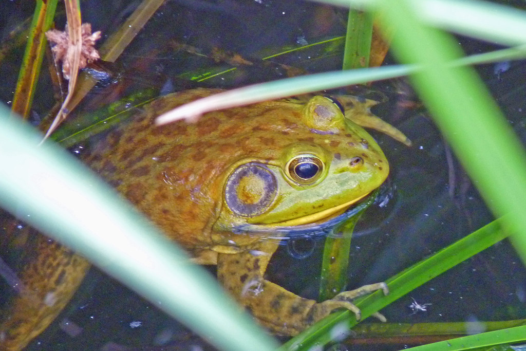 P1000101_1 Bull Frog, Tucson, Arizona bruce_fulton Flickr