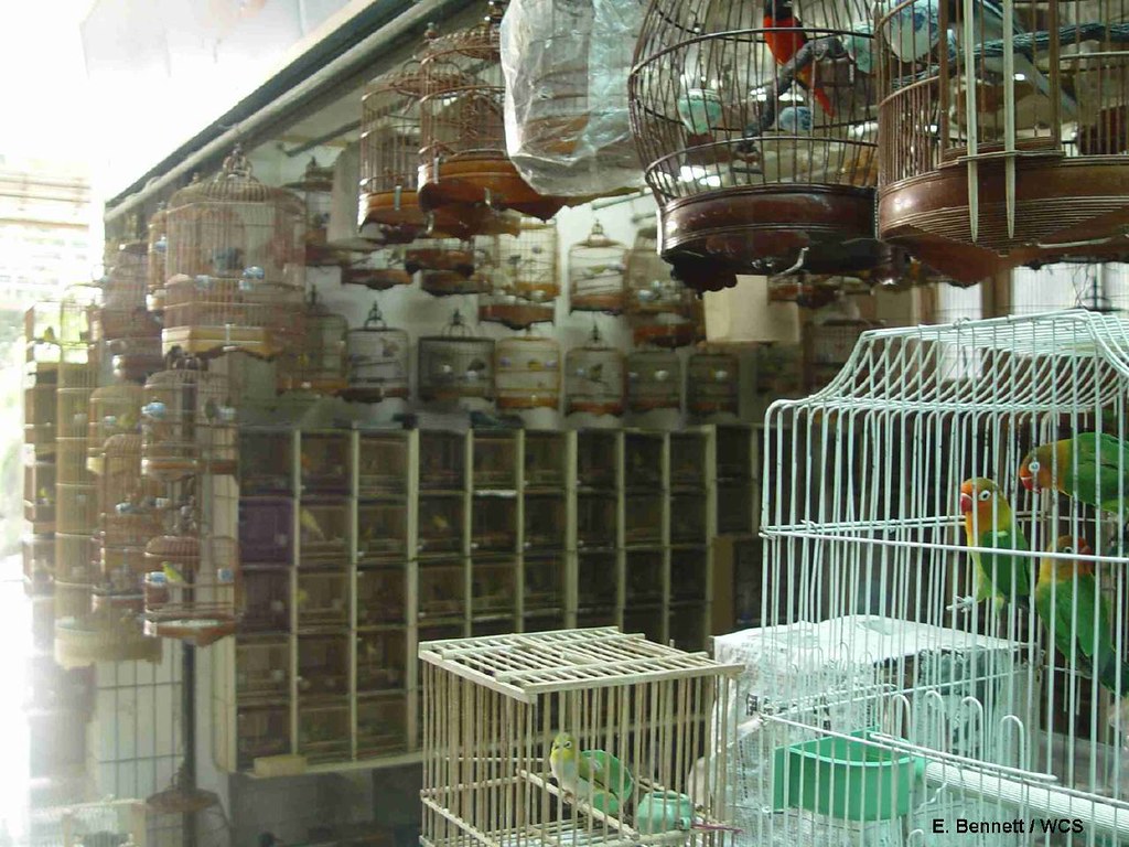 Exotic Bird Market Wild bird market in Beijing, China. Pho… Flickr