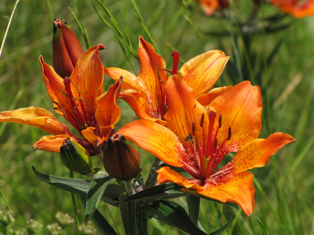 Fiori in Val Gardena Flowers in Val Gardena Orange Lily Flavio