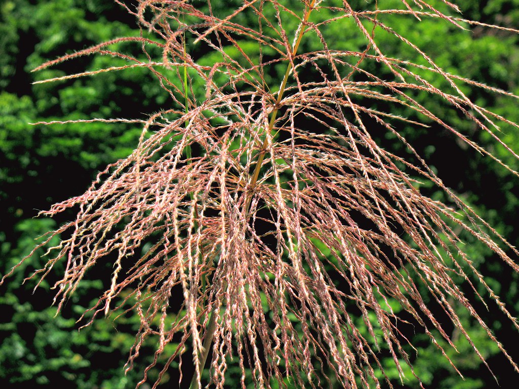 Young Barbs Barblike flowers of a bamboo plant variety. Ba… Flickr