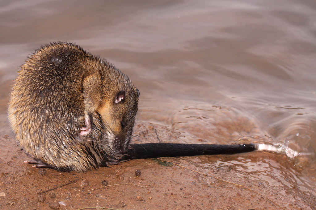 Australian Native Water Rat series a photo on Flickriver