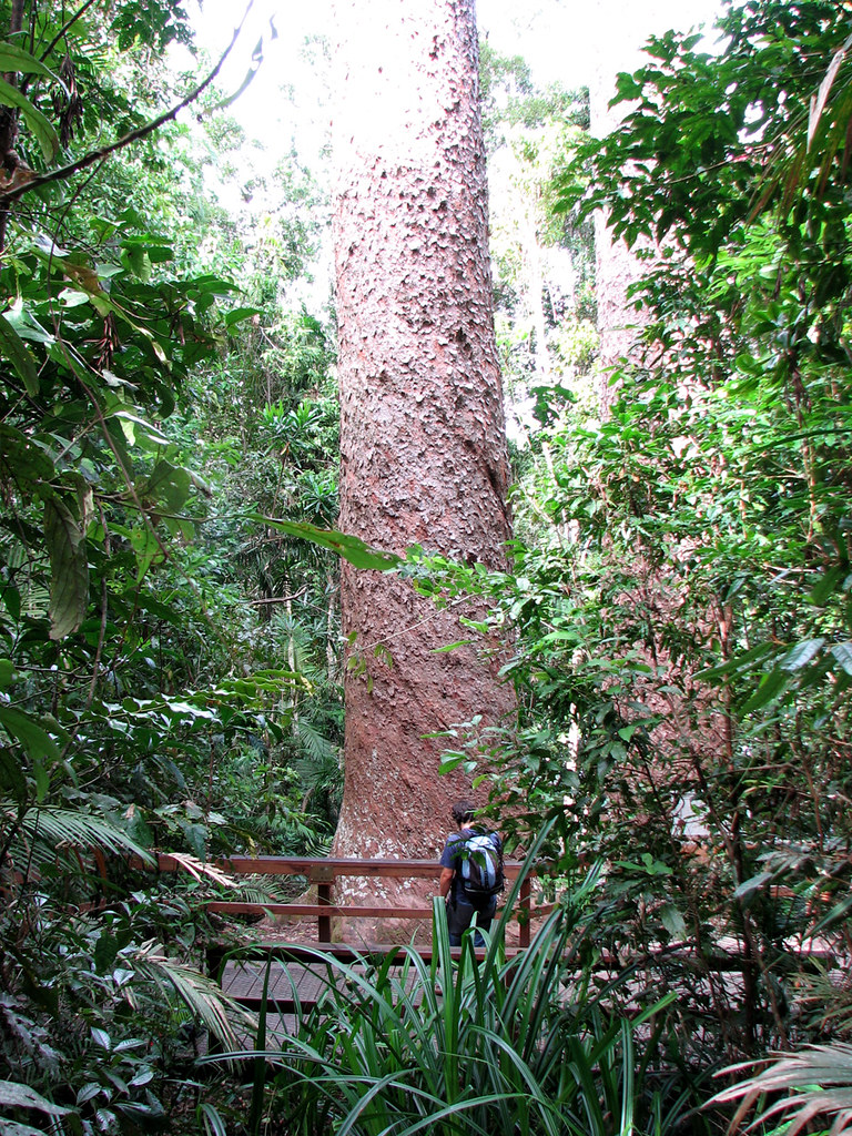 Twin Giant Kauri Pines at Lake Barrine, Atherton Tableland… Flickr