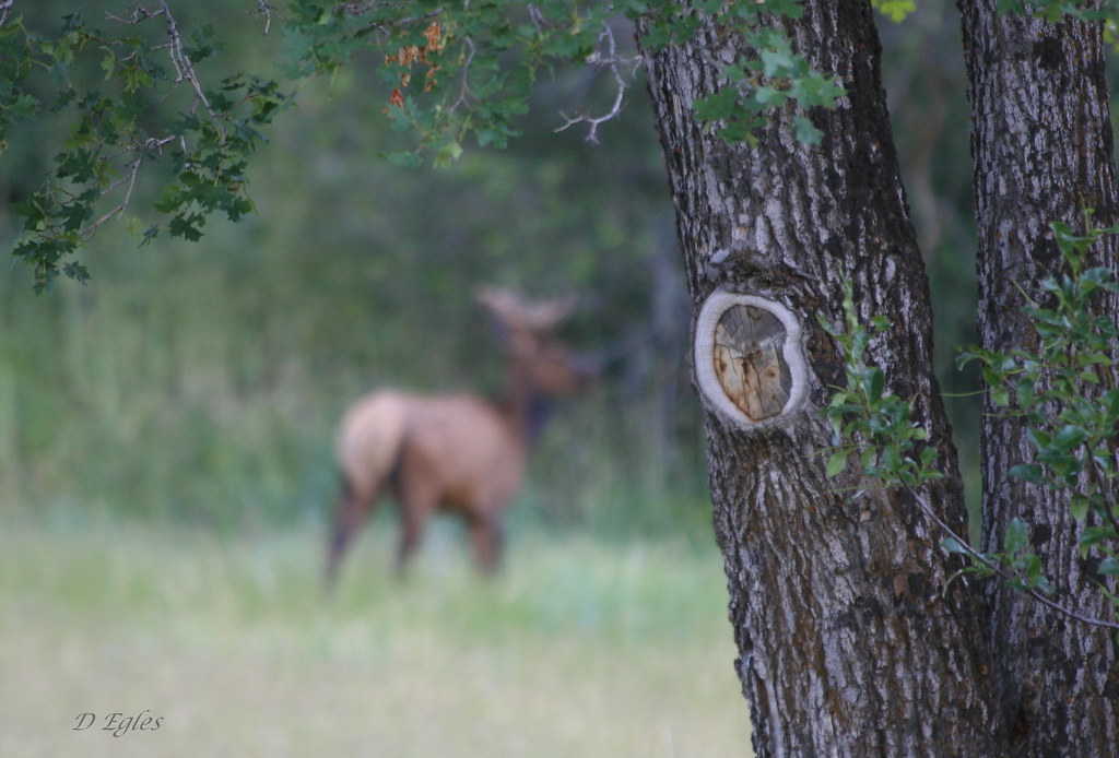 painted cbc elk1 An Elk hides from hunters in a protected … Flickr