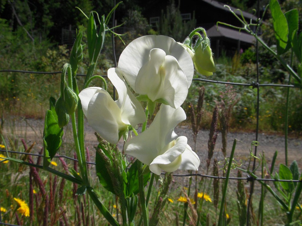Sweet Pea Flower Our garden, mid June 2010. Megan Flickr