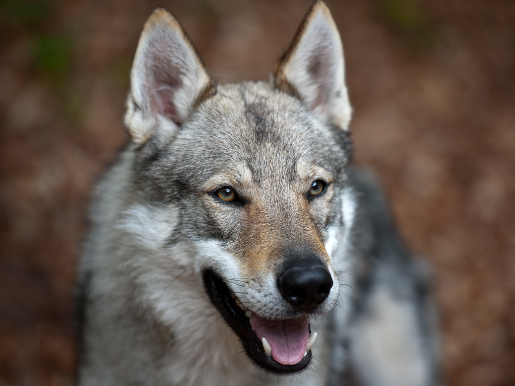 Czechoslovakian Wolf Dogs / Tschechoslowakischer Wolfshund a photo on