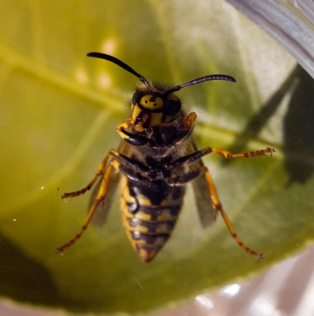 Flickriver Photoset 'European wasps' by Schilling 2