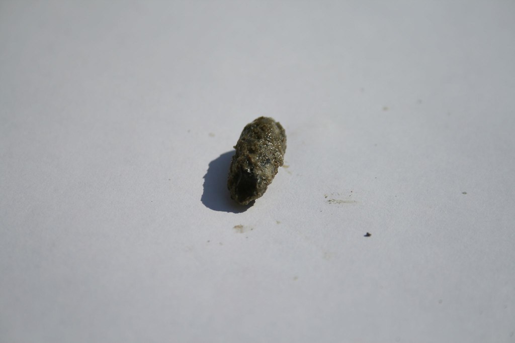 Small Opalized Pine Cone! Looks like rat turd I know. But … Flickr