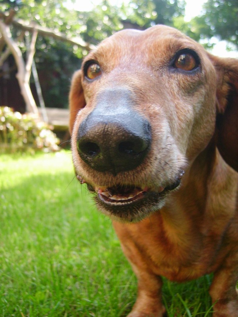 Woof! Woof! Barking sausage D edzik Flickr