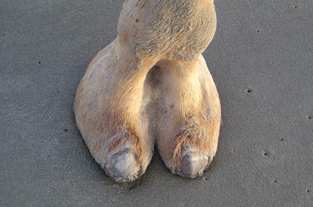 Camel toe Thsi is REAL camel Toe Hammad Ahmed Khan Flickr