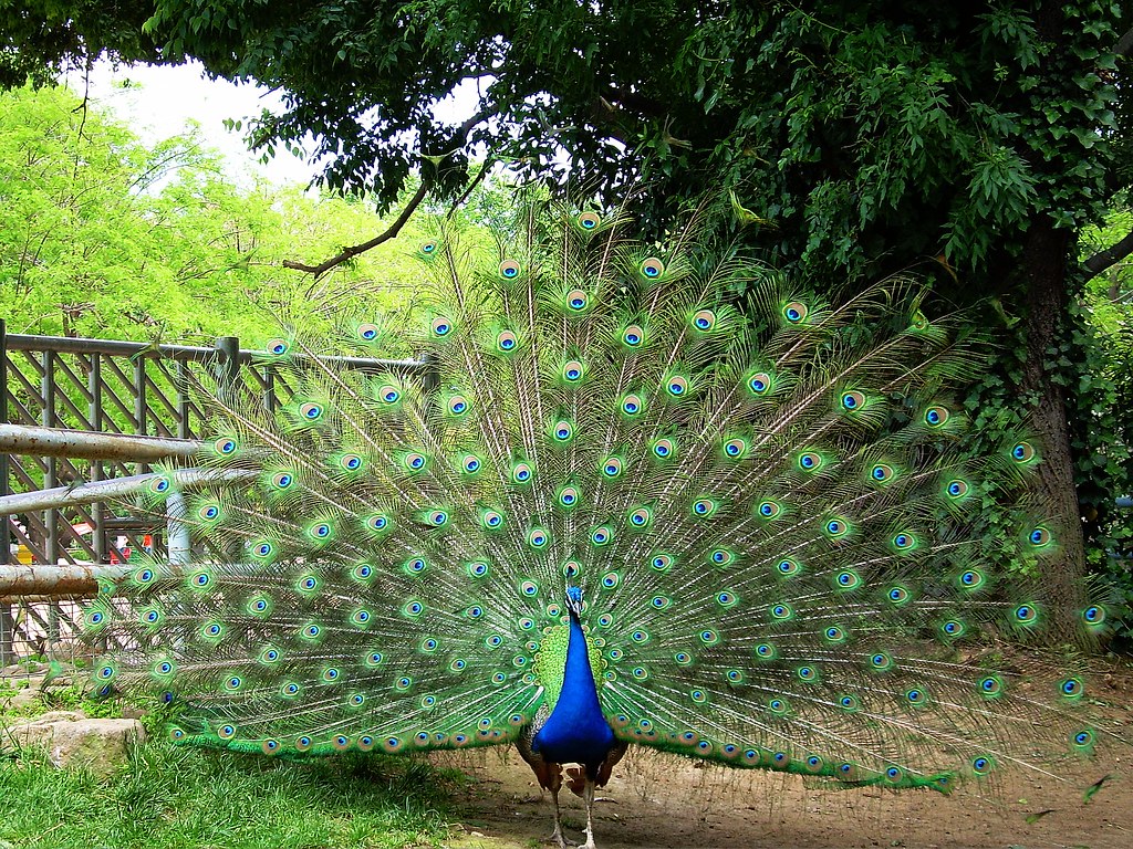 20+ Ideas Fantasticas Fotos De Pavos Reales Machos Animalart House