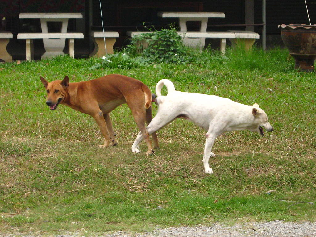 What Is Shagging In Spanish at Mary Winston blog