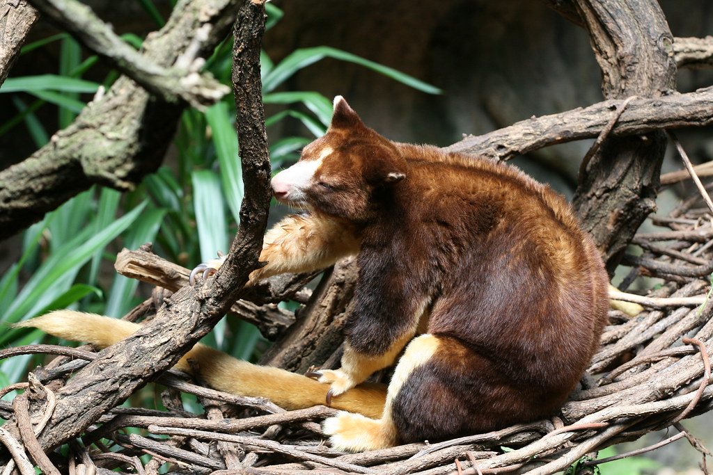 IMG_0804 Tree Kangaroo in Jungle World Bronx Zoo Fluffypants71