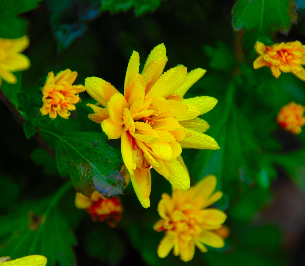 Dew Flower Garden Flower, Brandon MS Marty Moss Flickr